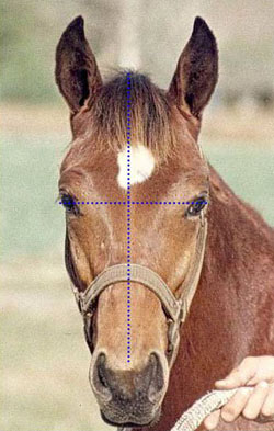 Photo of horse with ideal head.